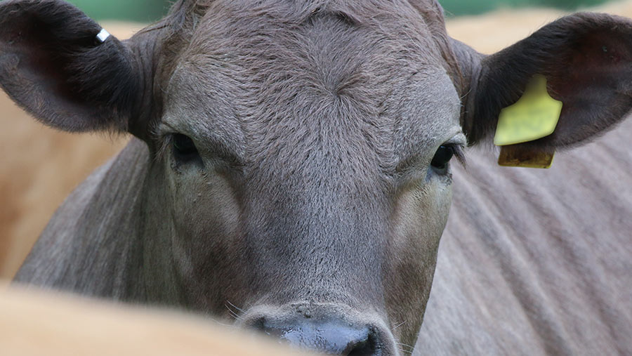 Yarding Cattle Drop £40 £50 A Head After Processor Cuts Farmers Weekly