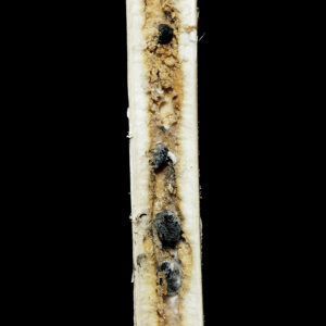 Black sclerotia bodies in oilseed rape stems