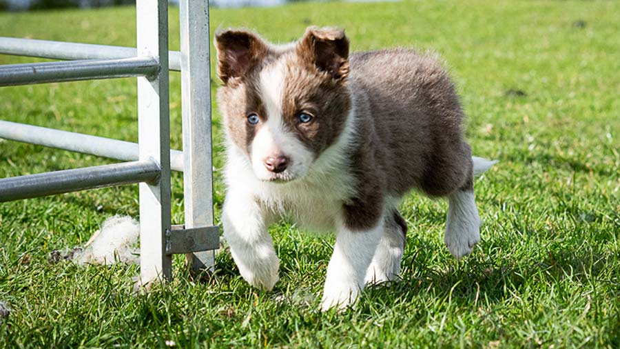 The record-breaking sheepdog pup, Lassie © Dave Swinburn Photography 