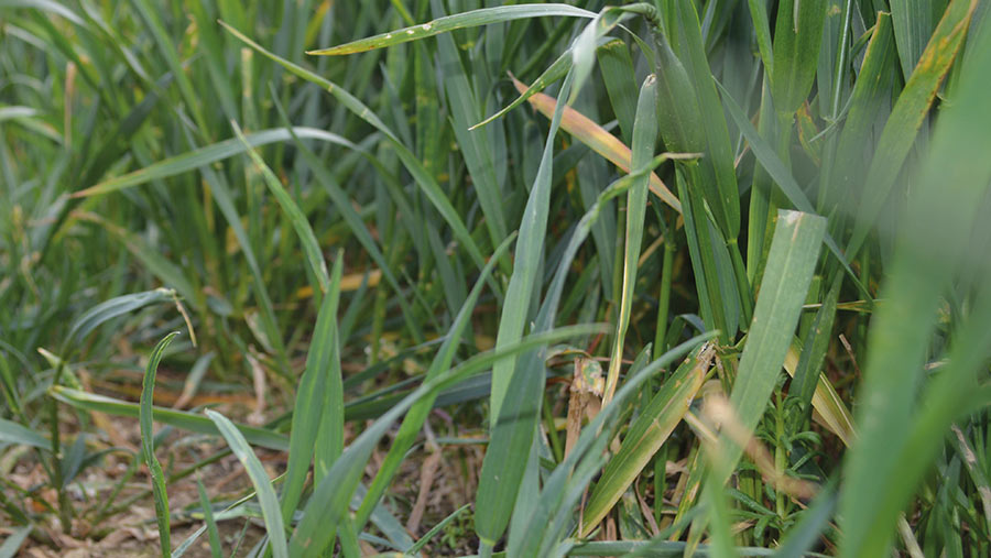 Crusoe wheat crop