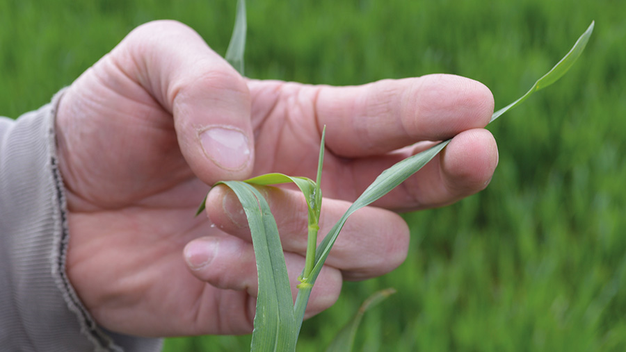 Flag leaf on Extase just emerging