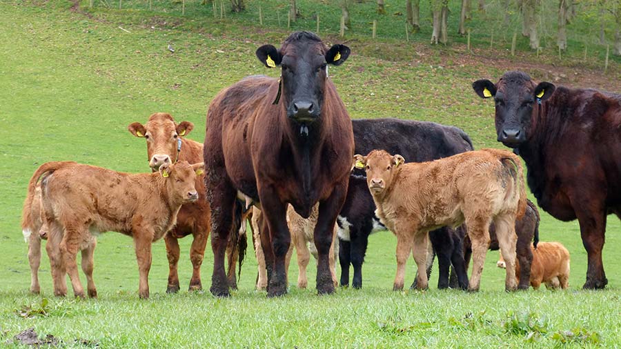 Limousin cross cows at Kirkhouse, Brampton © MAG/Michael Priestley