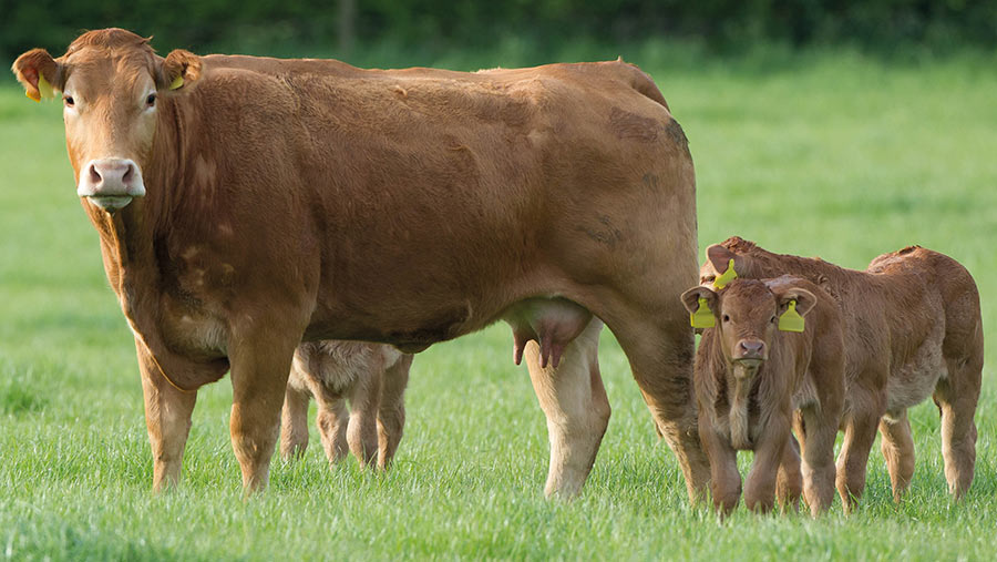 Intakes are more difficult to manage when cows are outside © Tim Scrivener