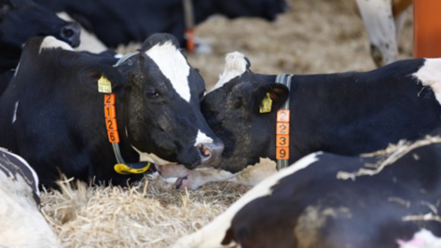 Cows resting in cowshed