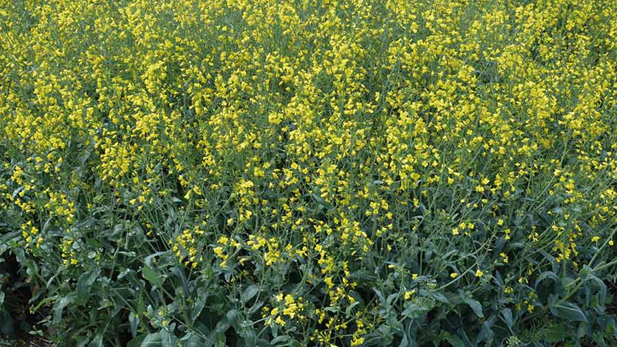 Oilseed rape variety PT303