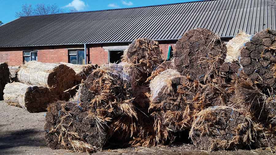 Large rolls of thatching reeds in a farm yard