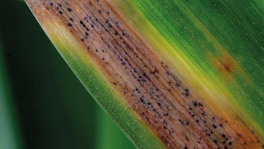 Septoria on wheat leaf