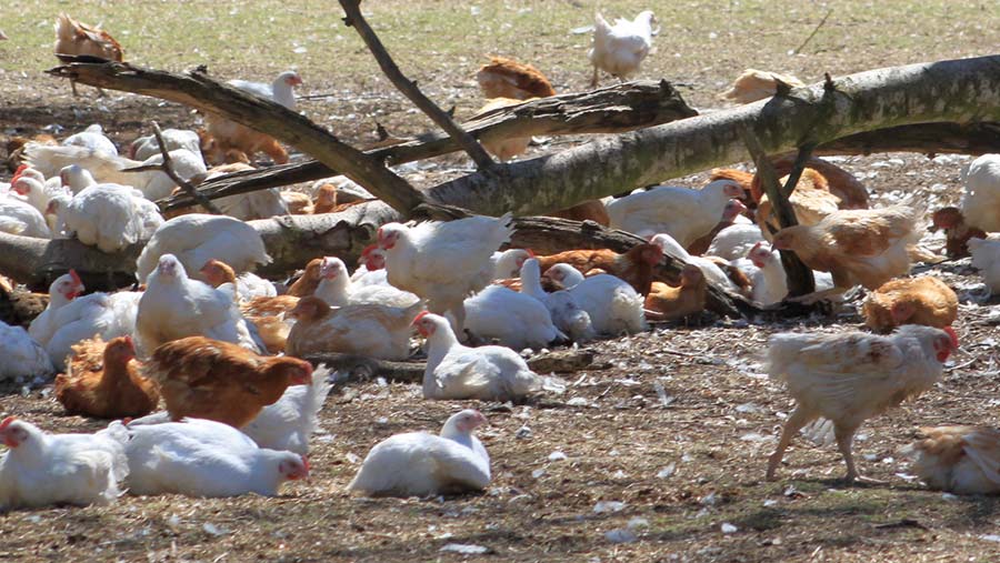 Free-range chickens outdoors on a sunny day