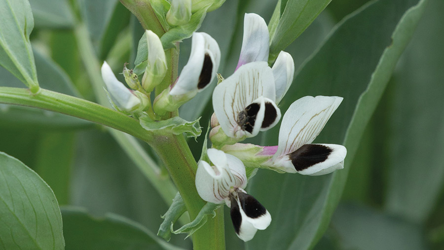 Close-up of winter bean flowers