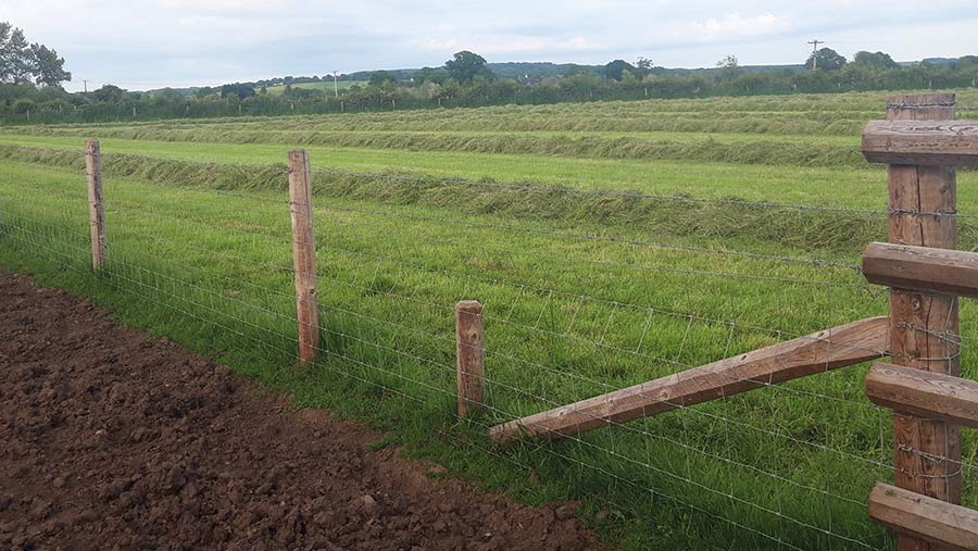 Badger-proof fence