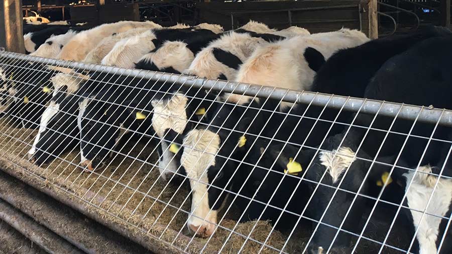Cows feeding behind a mesh feed trough cover