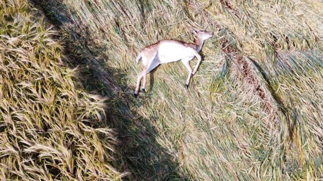 Aerial view of the dead deer run over by poachers