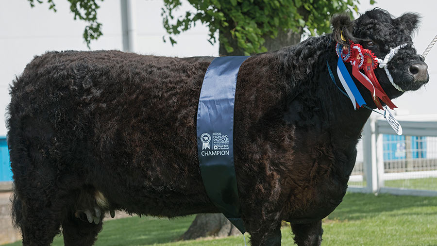 A Blackcraig cow