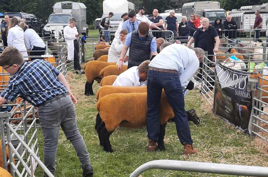 Sheep showing at Bury Show