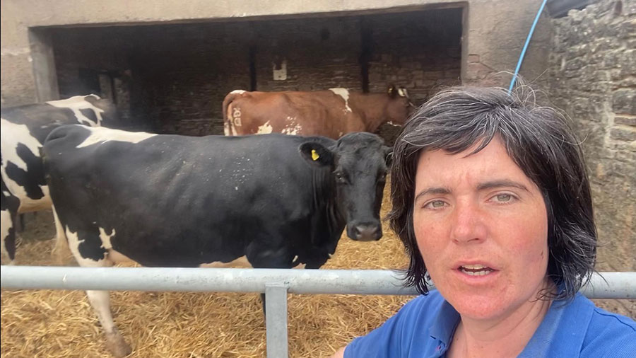 Abi Reader with the three pregnant cows