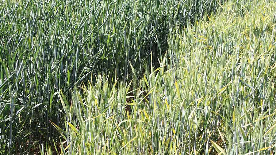 Wheat with the Bdv2 gene (left) and a non-Bdv2 crop © RAGT