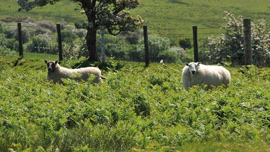 Sheep grazing on a hillsidee