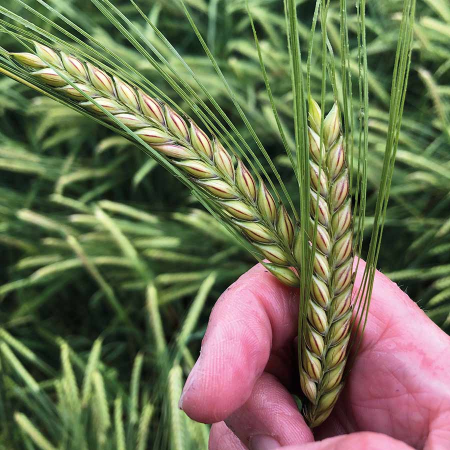 Bordeaux winter barley 