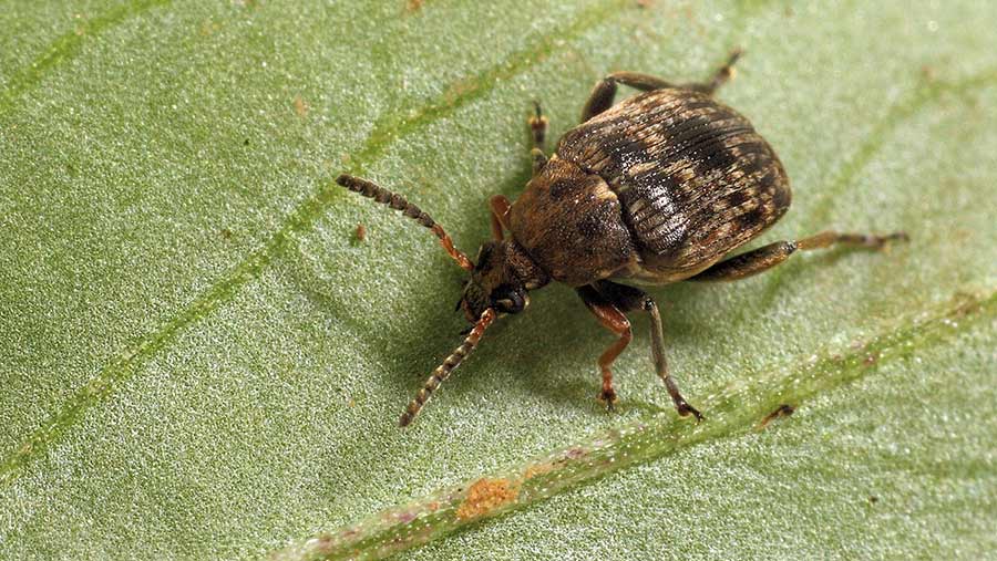 bruchid beetle