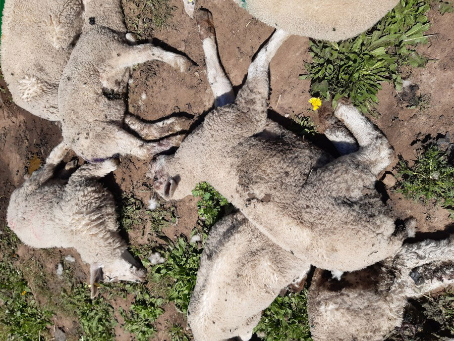 Dead lambs