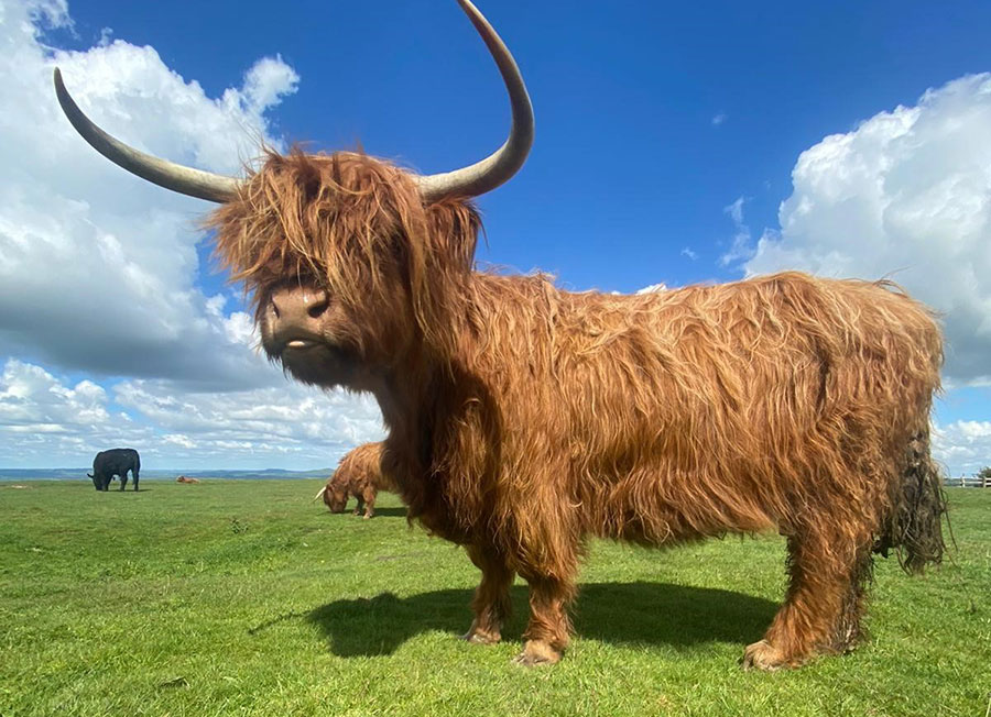Gladis the Highland cow