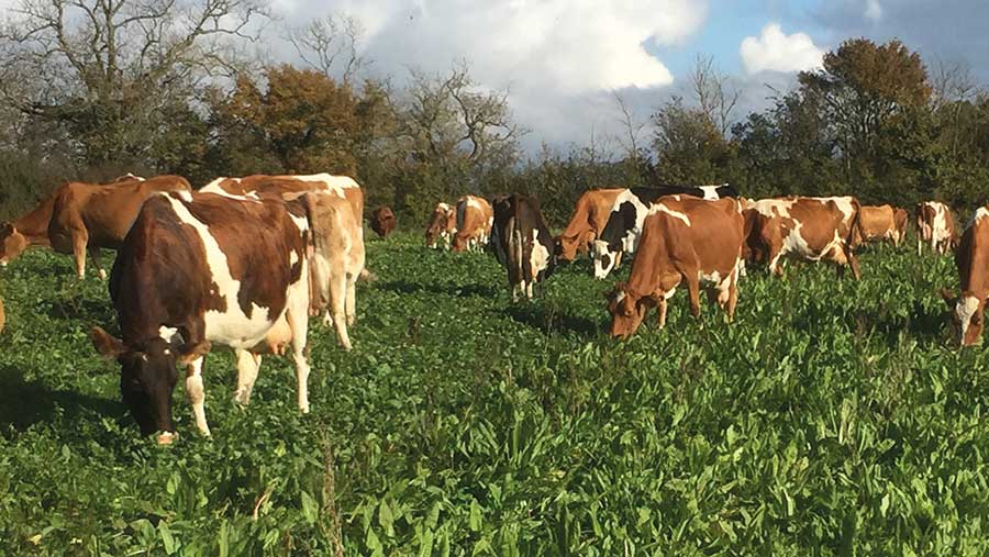 Guernseys grazing herbal ley early March