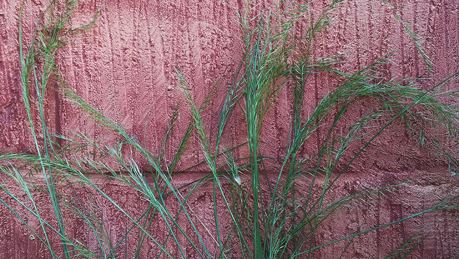 Rat's-tail fescue © Co Agroscope