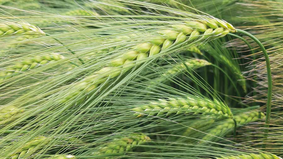 Thunderbolt winter barley