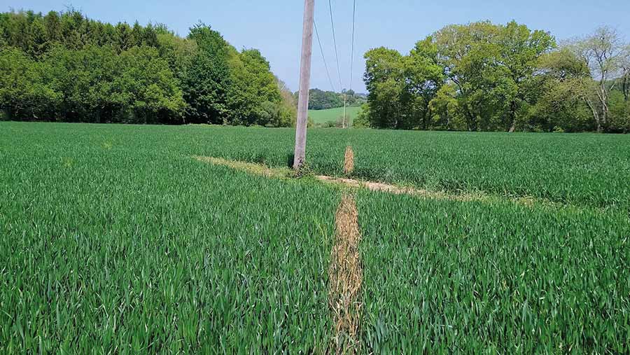 Wheat crop with a visible scorched line