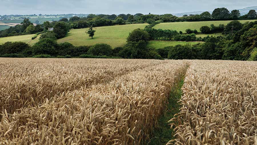 How a Cornish grower keeps wheat diseases at bay - Vimarsana News