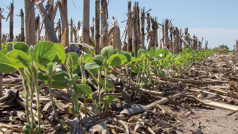 US growers already growing  no-till soya are unable to join a carbon credit scheme © Techandlearndotcom/Adobe Stock