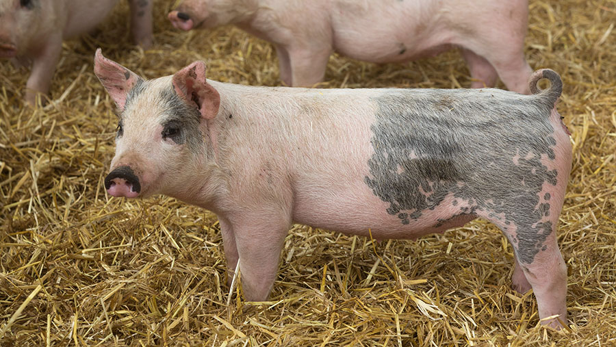 Weaner pig market undermined by high feed prices - Farmers Weekly