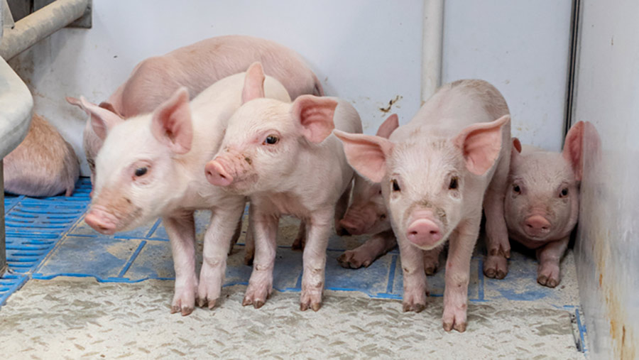 Piglets standing on a heated floor pad