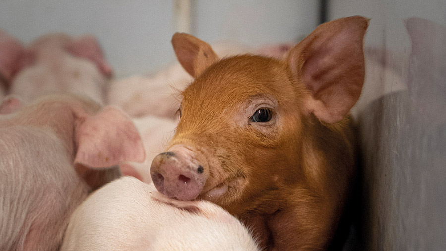 Piglets in a temporary crating system