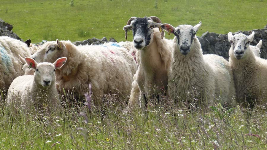 Cheviot-cross lambs