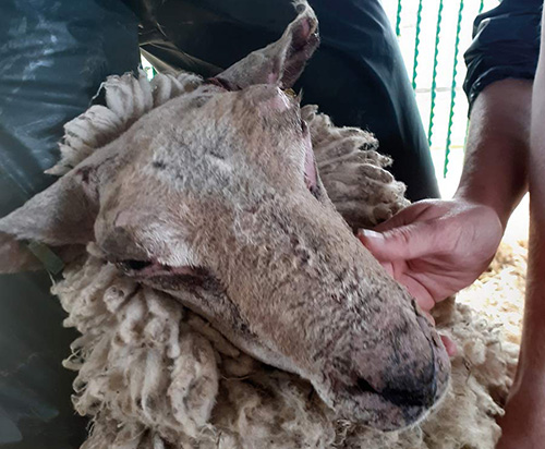 Muzzle of sheep affected by photosensitisation