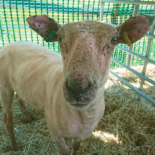 Sheep housed after treatment