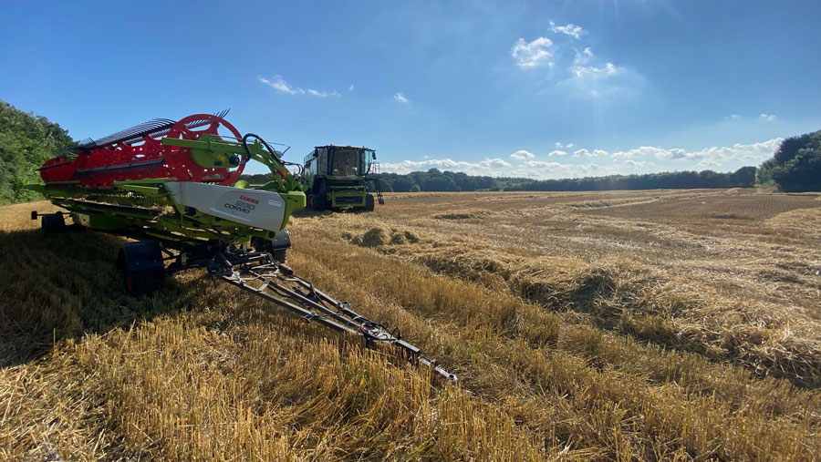 harvesting barley