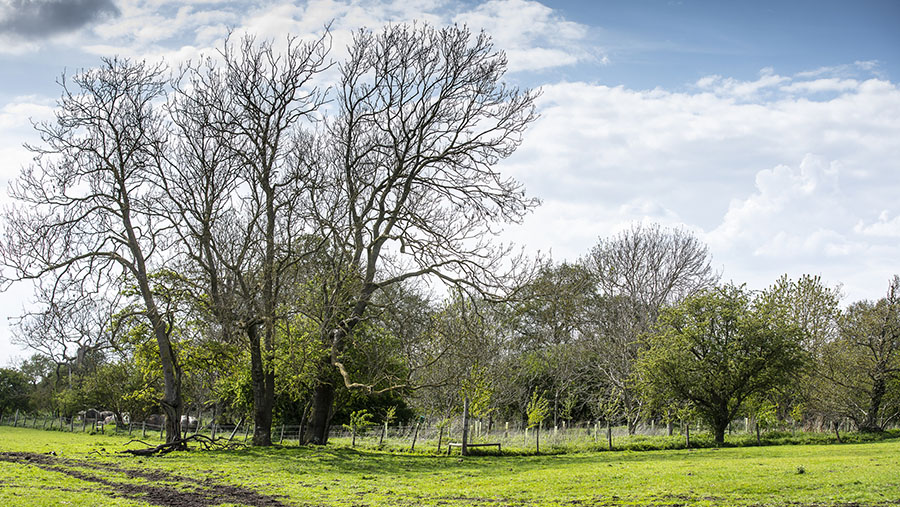 Creating a brighter future with trees on farms Farmers Weekly