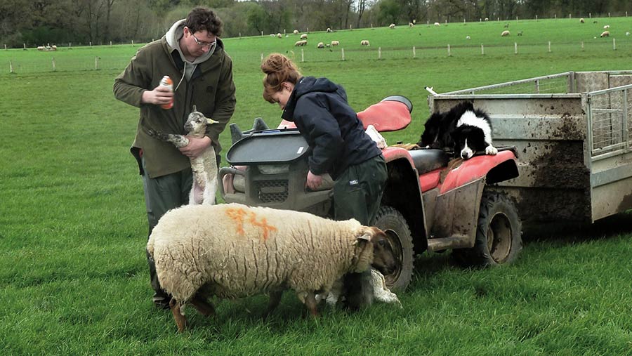 Nick and Menna Hulme tagging lambs