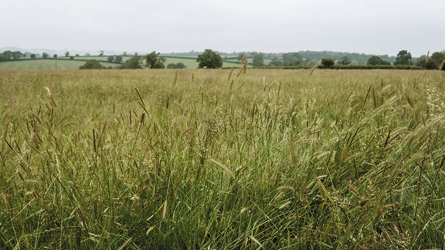 Field at Flitteriss Park Farm