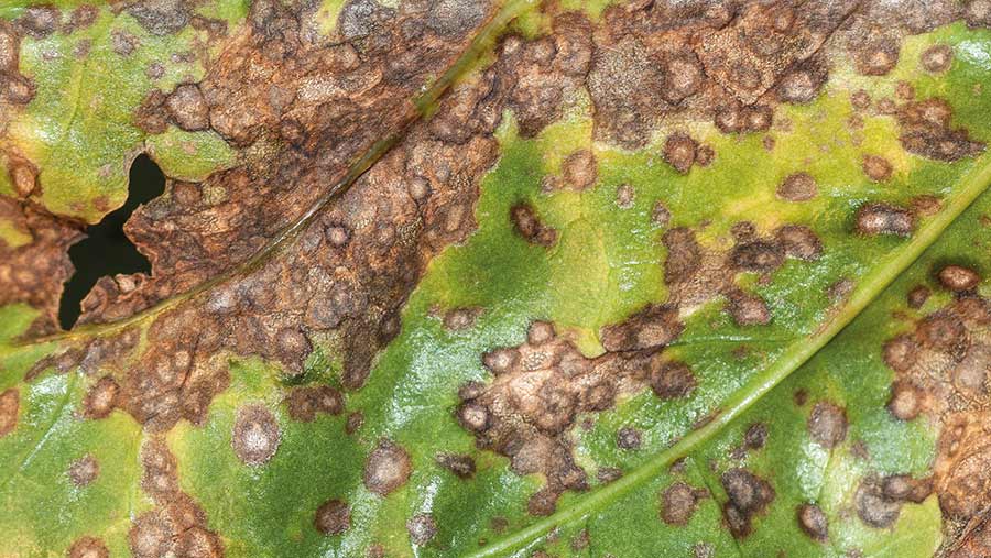 Close-up of brown spots on a leaf