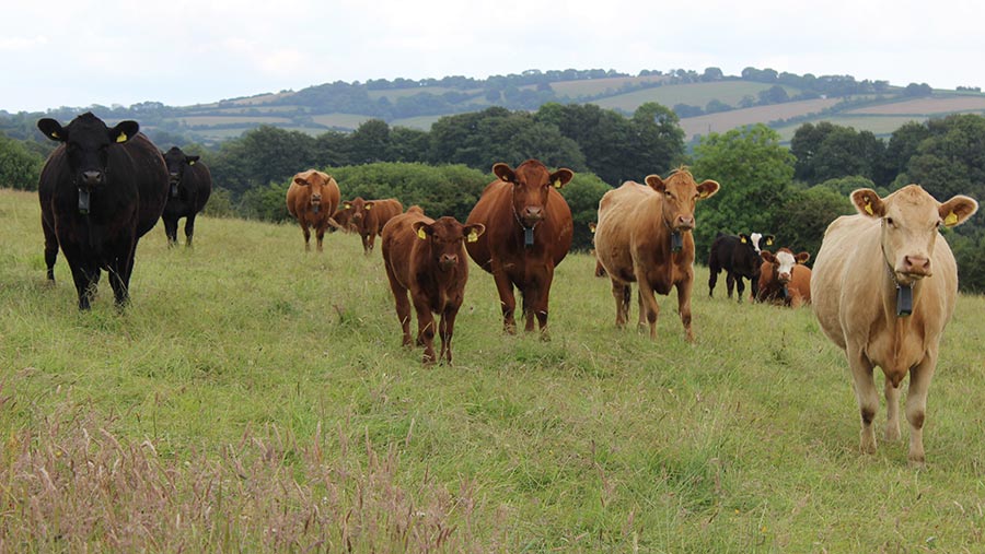 Cows and calves grazing