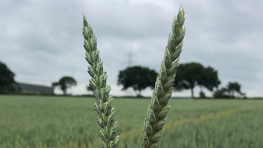 Two ears of wheat showing difference of size in nitrogen trial