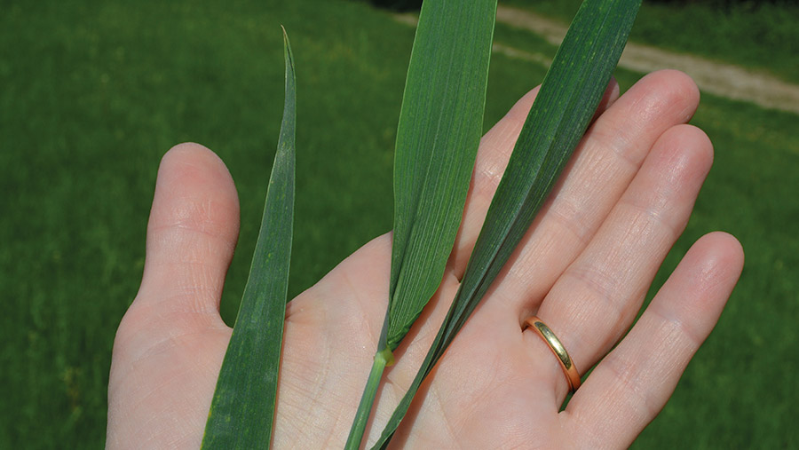 Hand holding wheat leaf
