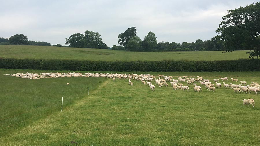 sheep in field