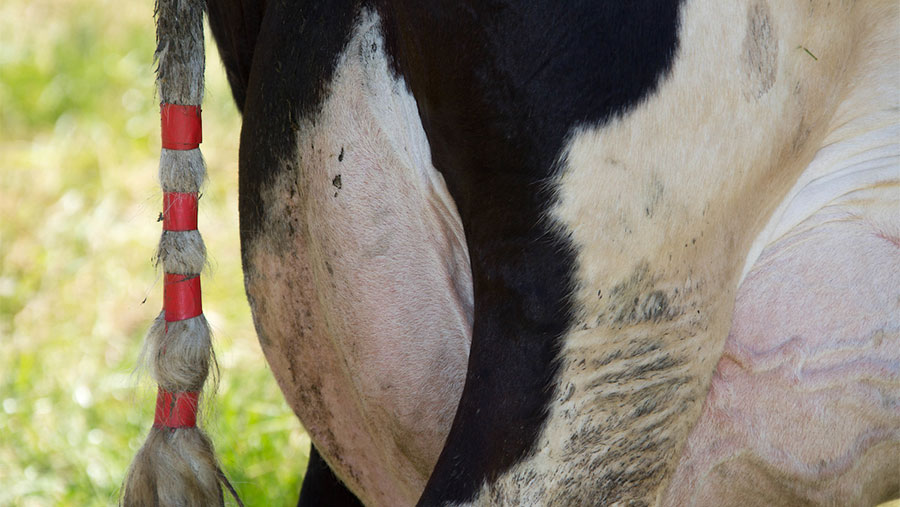 Tape in a dairy cow's tail © Tim Scrivener