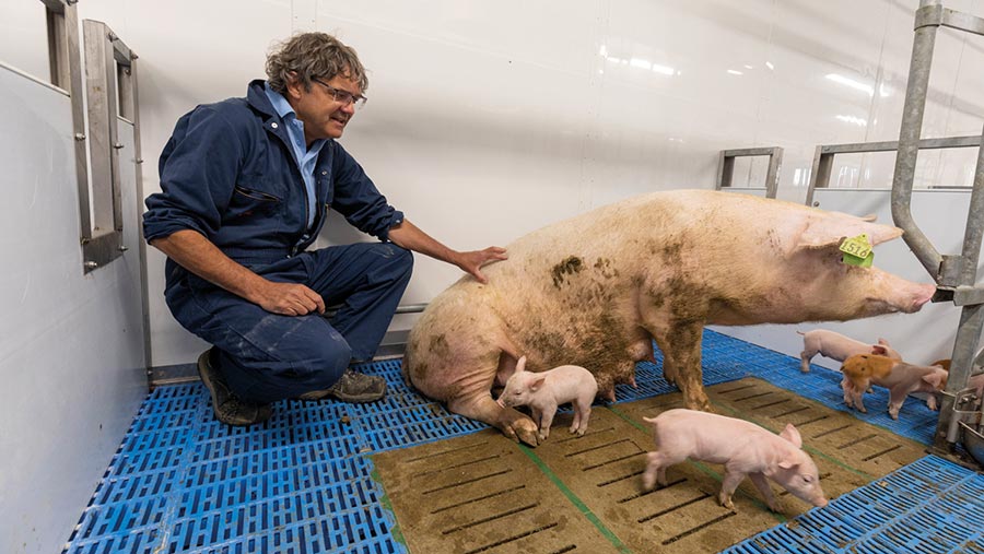 Man with sow and piglets