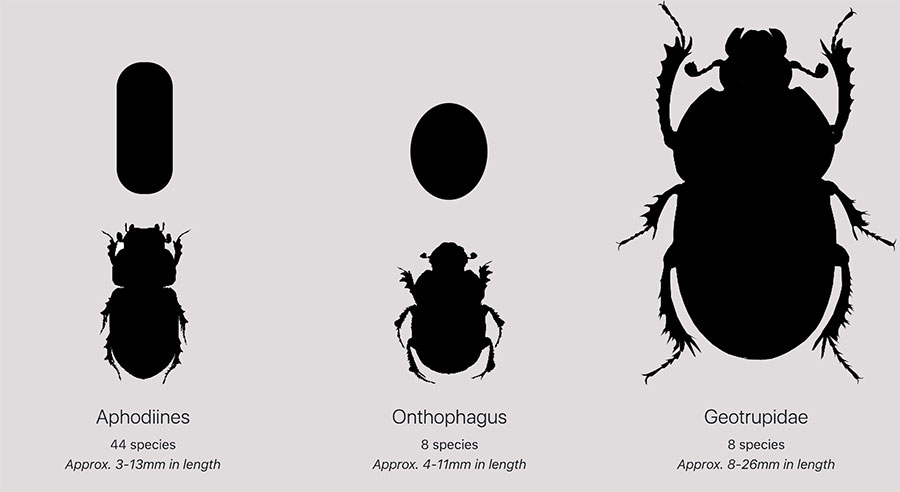 Dung beetle types