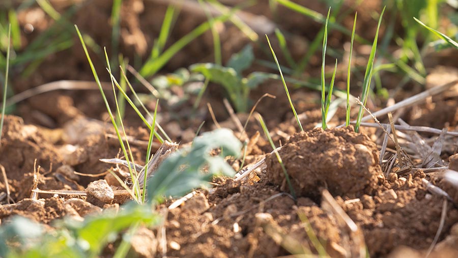 Blackgrass plants just emerging